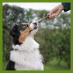 Whimzees Toothbrush Snack Dental XS Para perros Mini