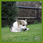 Whimzees Alligator Snack Dental L Para Perros Grandes