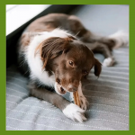 Whimzees Stix Snack Dental L Para Perros Grandes