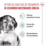 Medium Junior Cachorros Razas Medianas (6)