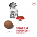 Medium Junior Cachorros Razas Medianas (6)
