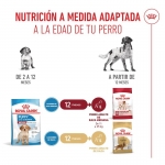 Medium Junior Cachorros Razas Medianas (6)
