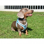 Nayeco X-TRM Neo Arnés Para Perros Azul