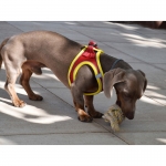 Nayeco X-TRM Neo Arnés Para Perros Rojo