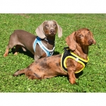 Nayeco X-TRM Neo Arnés Para Perros Negro