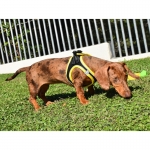 Nayeco X-TRM Neo Arnés Para Perros Negro