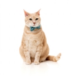 FuzzYard Pack Collar, Pajarita y Bandana Para Gatos Aqua