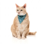 FuzzYard Pack Collar, Pajarita y Bandana Para Gatos Aqua