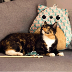 Zolux Ethicat Cojin Rascador para gatos Hoja
