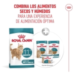 Royal Canin-Ageing Sterilised +12 Años (1)