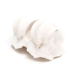 Gloria Nudillo de Calcio Snack para Perros Pequeños