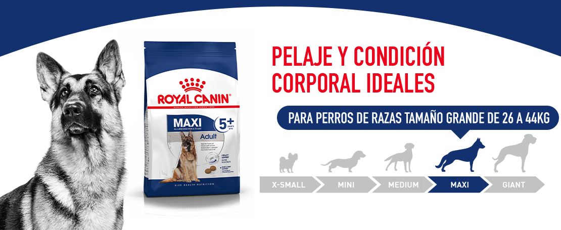 Imagen de croqueta de Maxi Adult 5+ de ROYAL CANIN®
