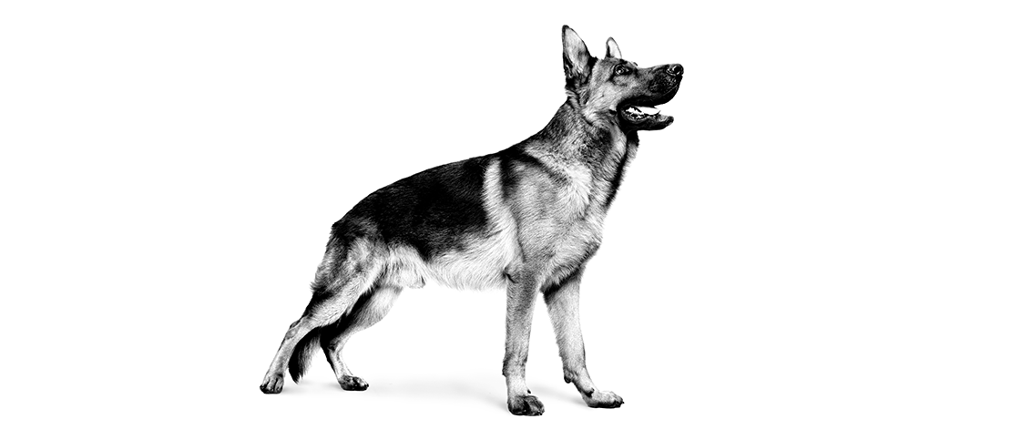 Imagen de croqueta de Maxi Adult 5+ de ROYAL CANIN®
